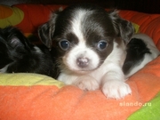 щенки Чихуахуа мини и стандарт
