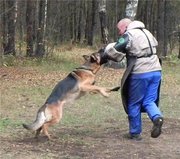 Щенки немецкой овчарки для охраны.