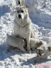 Продаются щенки породы среднеазиатская овчарка