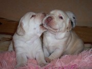 Щенки лабрадора-ретривера элитные производители