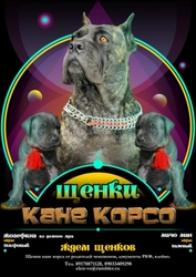 Щенки Кане Корсо