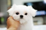 КУКОЛЬНЫЕ ЩЕНКИ МАЛЬТЕЗЕ ОТ ШОУ ПАРЫ