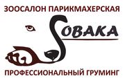 Стрижка собак и кошек в Балашихе Зоосалон 