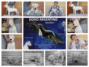 Аргентинский дог белоснежные щенки