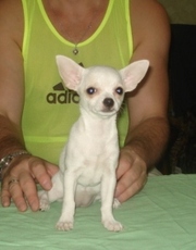 Продается щенок чихуахуа