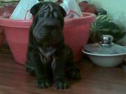 Щенки шарпея суки черный и олений окрас