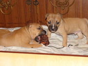 Продам американского стаффордширского терьера в хорошие руки, недорого.