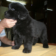 Щенки ньюфаундленда