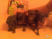 Продам щенков порода той-терьер