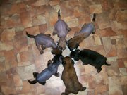 Китайская Хохлатая собака.