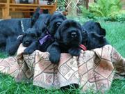 Продам щенков ризеншнауцера