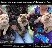 Шарпеи (Shar-Pei) ПРОДАЖА ЩЕНКОВ