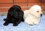 Продаются щенки лабрадора ретривера-питомника Стражи Петровской Гавани