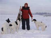 русской псовой борзой щенки,  сука от чемпионов